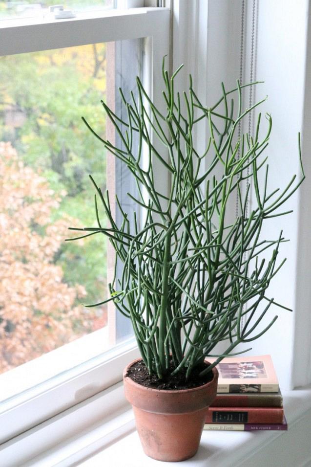 rdeco_pencil_cactus_3_erin_boyle_gardenista