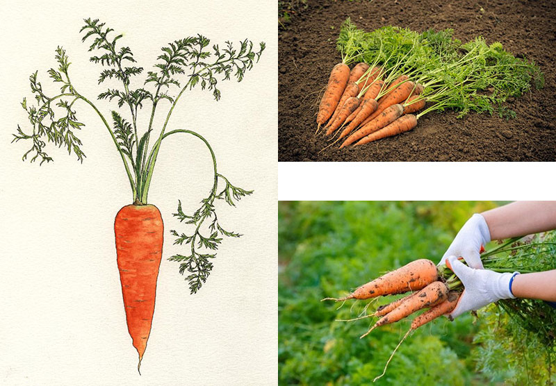 Διακόσμηση με φυτά που τρώγονται; Καρότα στη γλάστρα.