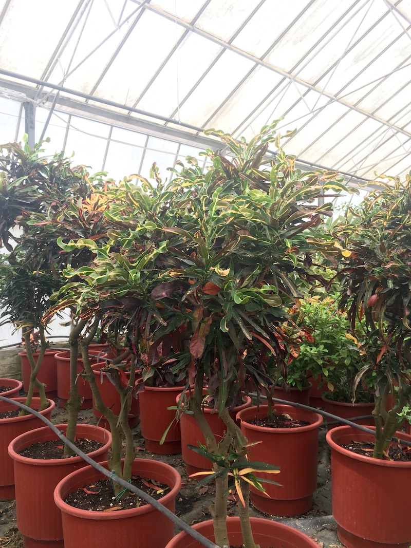 Υπέροχα μεγάλα φυτά στο φυτώριο του Γεωπονικού Πανεπιστημίου Αθηνών